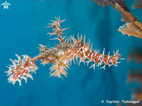 A Solenostomus paradoxus | Ghost Pipefish