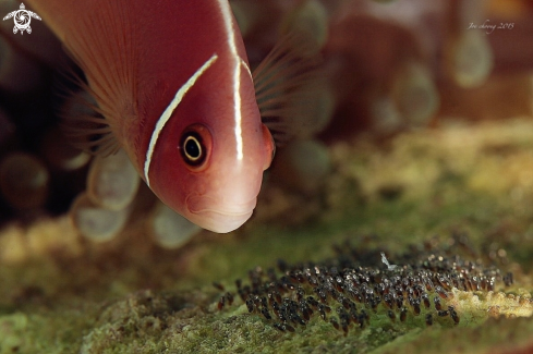 A Amphiprion perideraion  | Clown fish with eggs