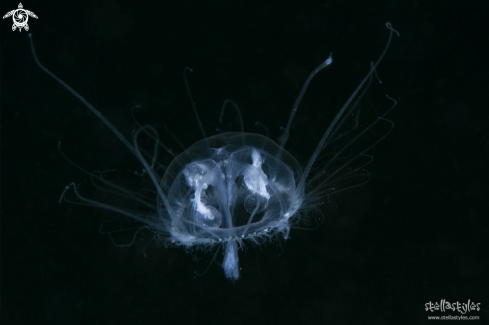 A Craspedacusta Sowerbii | Freshwater Jellyfish