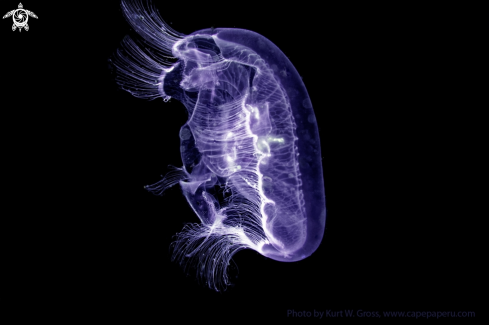 A Jelly Fish | Jelly Fish