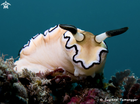 A Glossodoris atromarginata | Nudibranch