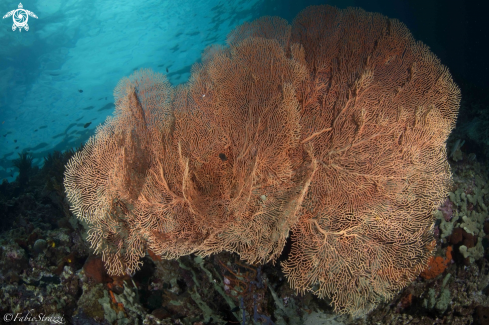A Reefscape