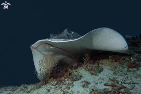 A Taeniura melanospilos  | Round ribbontail ray 