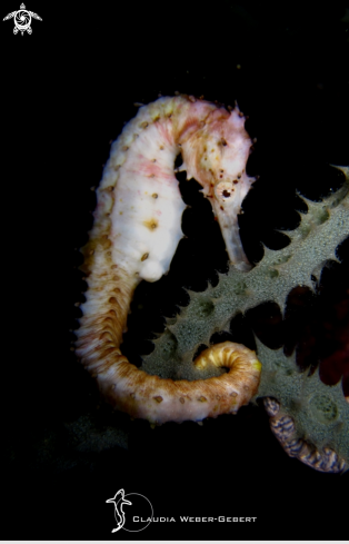 A ivory seahorse