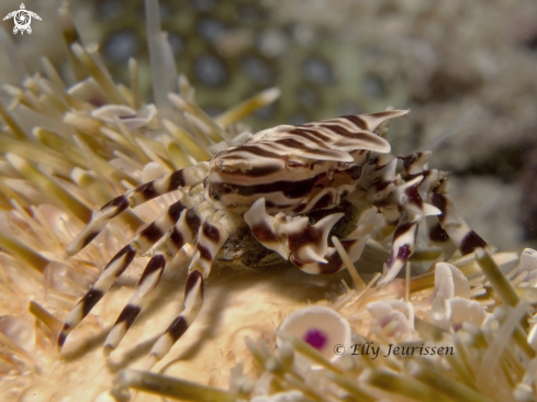 A Zebra crab