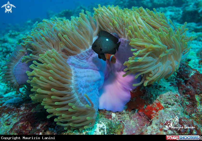 A Magnificent sea anemone and threespots dascyllus