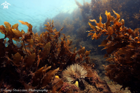 A Sabellastarte australiensis | Featherduster worm