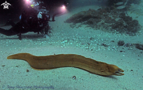 A Gymnothorax prasinus | Green moray eel