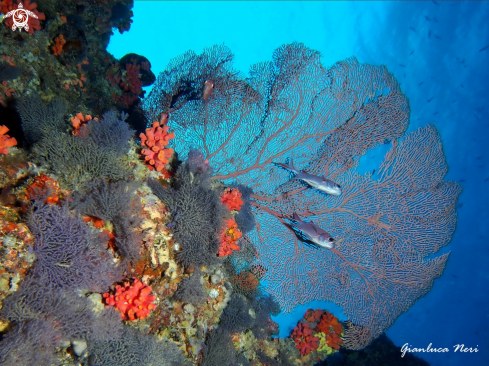 A Sea fan