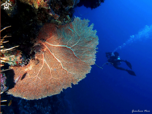 A Sea fan