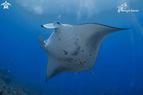 A Reef manta ray