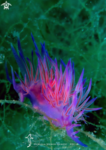 A  Flabellina Affinis | nudi