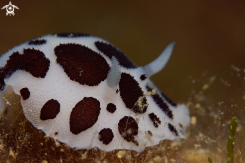 A Discodoris Atromaculata | Vacchetta di mare