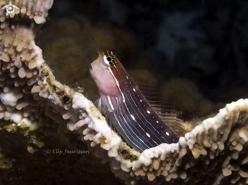 A Blenny