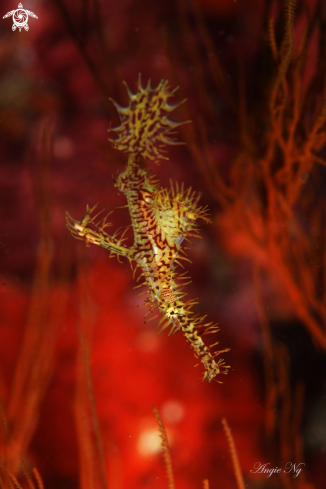 A Ghost Pipefish