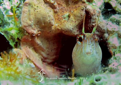 A Blenny