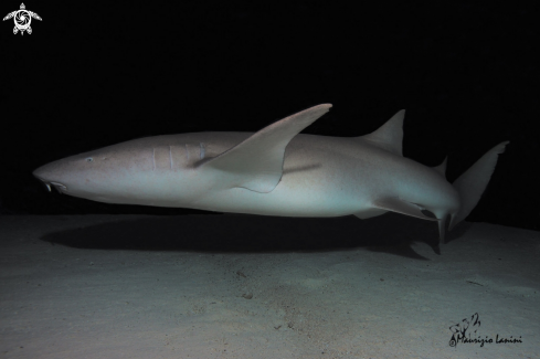 A Nurse shark