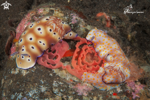 A Hypselodoris  pulchella( right ) and Hypselodoris tryoni ( left )  | Nudibranch