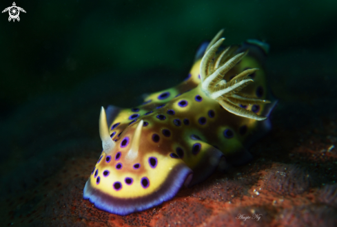 A Nudibranchs 