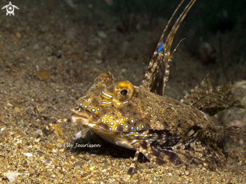 A Dragonet