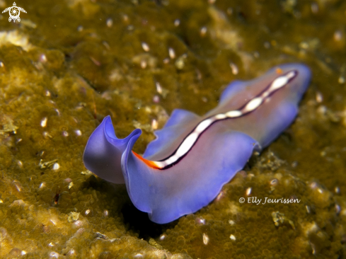 A Flatworm