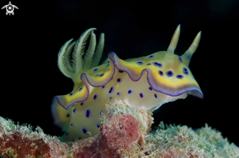 A Goniobranchus Kuniei | nudi