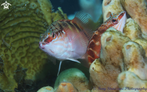 A Hypoplectrodes maccullochi | Half-banded Seaperch