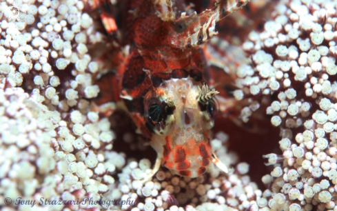 A Dendrochirus zebra | Zebra Lionfish