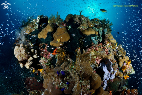 A Corals and anchovies 