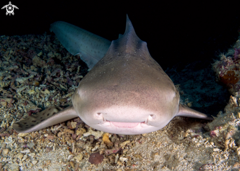 A Stegostoma fasciatum | Leopard/Zebra Shark