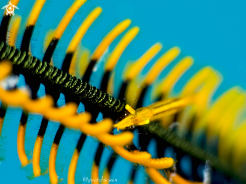 A Hippolyte catagrapha | Crinoid Shrimp