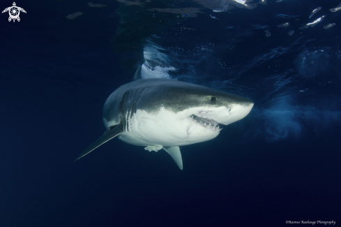 A Great White Shark