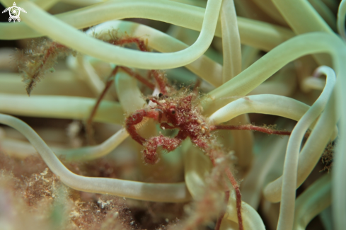 A Inachus phalangium | Mediterranean Anemone Crab