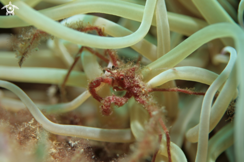 A Mediterranean Anemone Crab