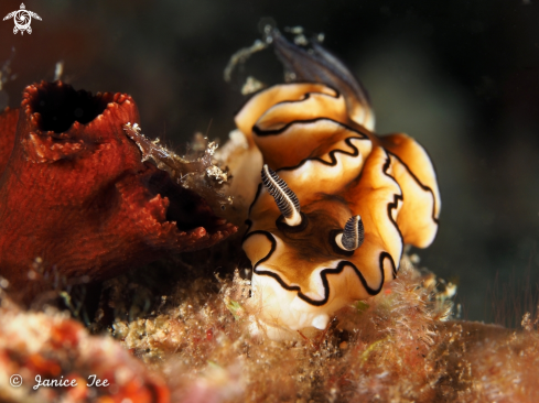 A Nudibranch