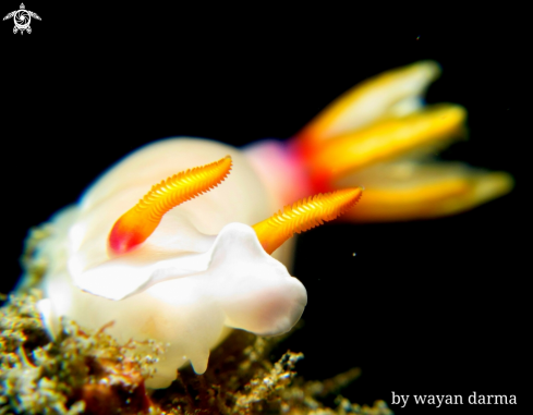 A Hypselodoris bullockii 