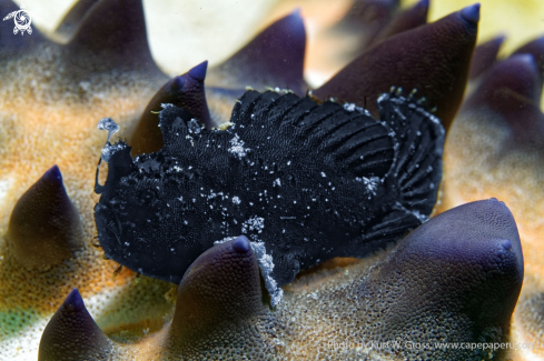 A Hairy Frogfish