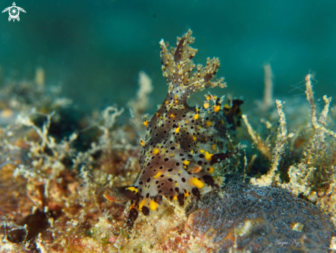 A Aphelodoris | Nudibranchs 