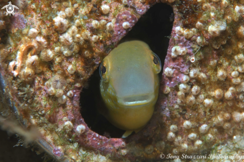 A Petroscirtes lupus | Brown Sabretooth blenny