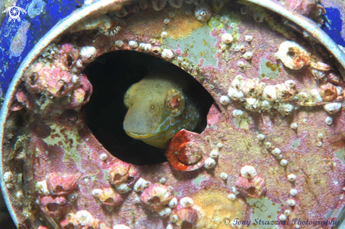 A Petroscirtes lupus | Brown Sabretooth blenny