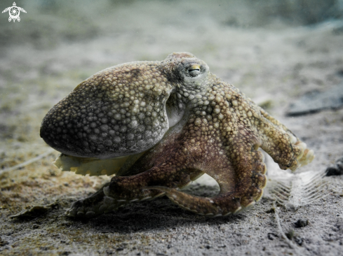 A Amphioctopus marginatus | Coconut Octopus