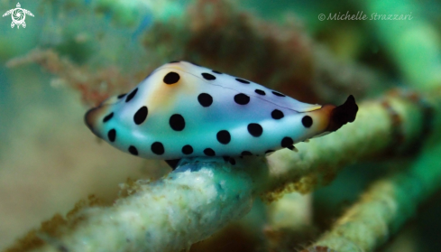 A Cuspivolva platysia | Platypus Cowry