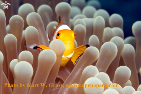 A Amphiprion percula | Clownfisch