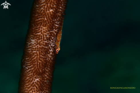 A Goby