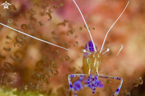 A Pederson cleaner shrimp