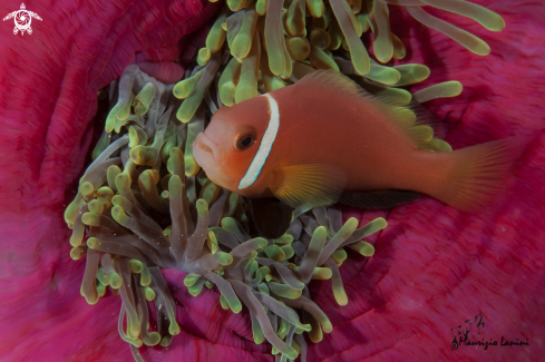 A Clown anemonefish
