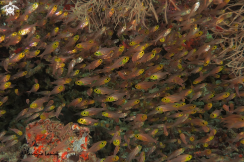 A Parapriacanthus ransonneti | Glassfish or Sweepers