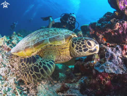 A Chelonia mydas | Green Sea Turtle