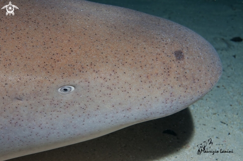 A Nebrius ferrugineus | Nurse shark