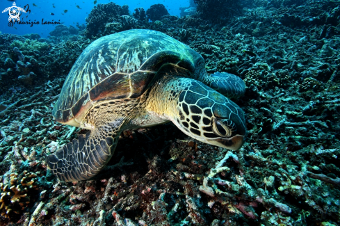 A Green sea turtle